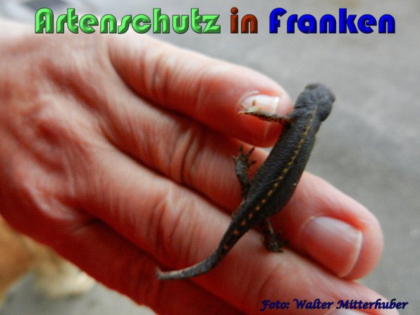 Copyright AiS Walter Mitterhuber Bild zum Eintrag (57575-160)