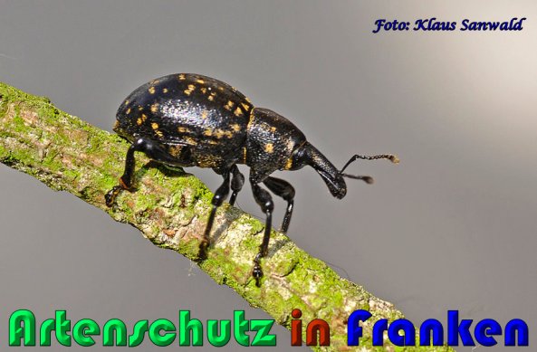 Copyright AiS Klaus Sanwald Bild zum Eintrag (57600-160)