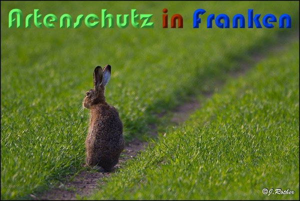 Copyright AiS Johannes Rother Bild zum Eintrag (57621-160)