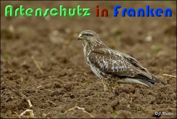 Copyright AiS Johannes Rother Bild zum Eintrag (57623-160)