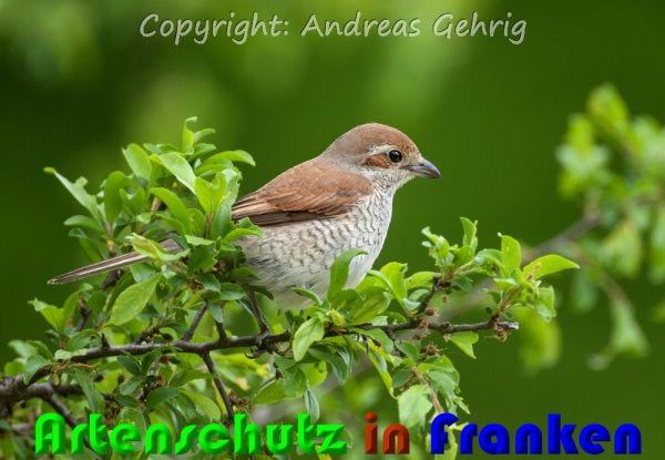 Copyright AiS Andreas Gehrig Bild zum Eintrag (57652-160)