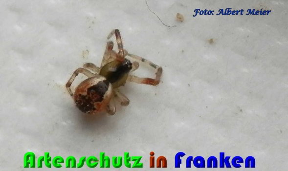 Copyright AiS Albert Meier Bild zum Eintrag (57664-160)