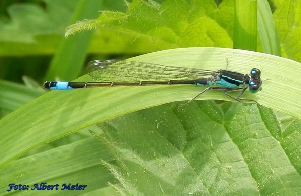 Copyright AiS Albert Meier Bild zum Eintrag (57673-160)