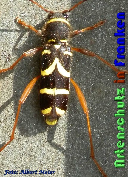 Copyright AiS Albert Meier Bild zum Eintrag (57690-160)