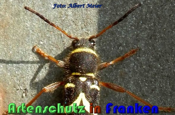 Copyright AiS Albert Meier Bild zum Eintrag (57691-160)