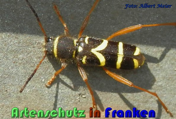 Copyright AiS Albert Meier Bild zum Eintrag (57694-160)