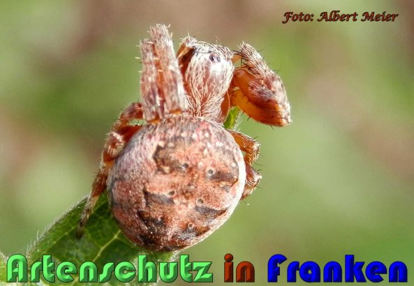 Copyright AiS Albert Meier Bild zum Eintrag (57726-160)