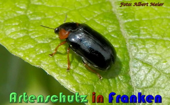 Bild zum Eintrag (57739-160)