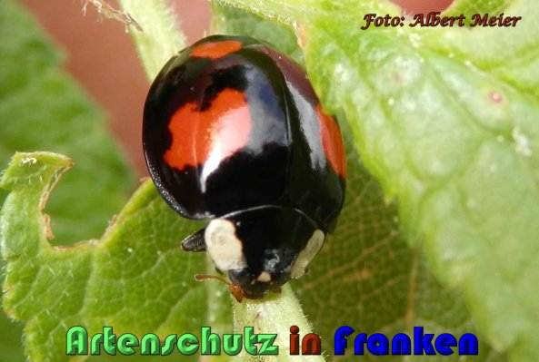 Copyright AiS Albert Meier Bild zum Eintrag (57743-160)
