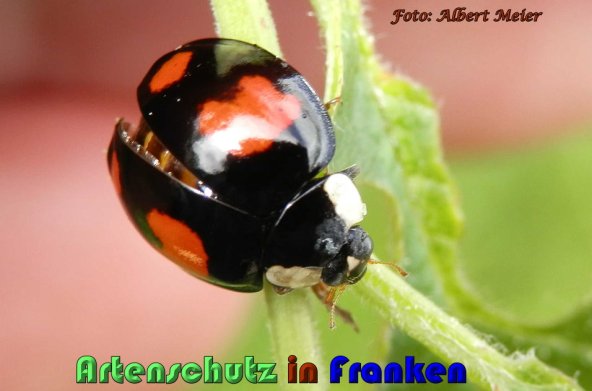 Copyright AiS Albert Meier Bild zum Eintrag (57744-160)
