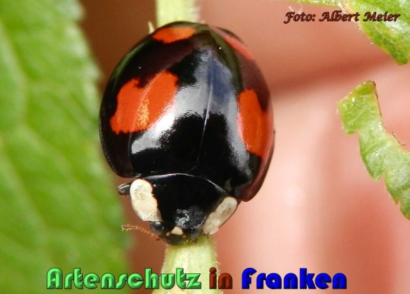 Copyright AiS Albert Meier Bild zum Eintrag (57745-160)