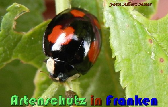 Copyright AiS Albert Meier Bild zum Eintrag (57746-160)