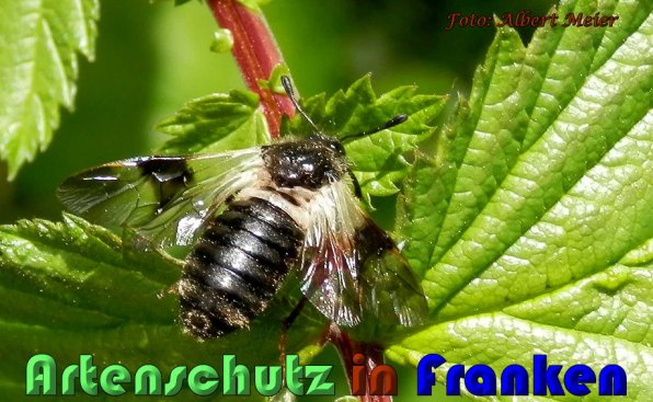 Copyright AiS Albert Meier Bild zum Eintrag (57750-160)