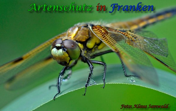 Bild zum Eintrag (57777-160)