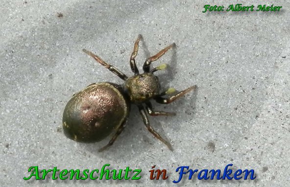 Copyright AiS Albert Meier Bild zum Eintrag (57785-160)