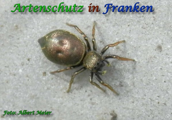 Copyright AiS Albert Meier Bild zum Eintrag (57786-160)