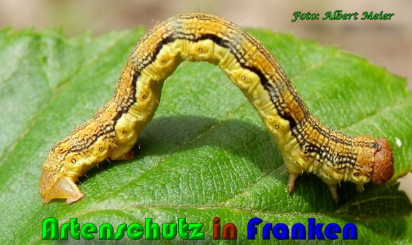 Copyright AiS Albert Meier Bild zum Eintrag (57874-160)