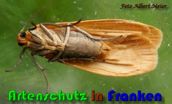 Copyright AiS Albert Meier Bild zum Eintrag (57917-160)