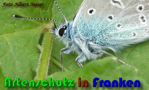 Copyright AiS Albert Meier Bild zum Eintrag (57929-160)