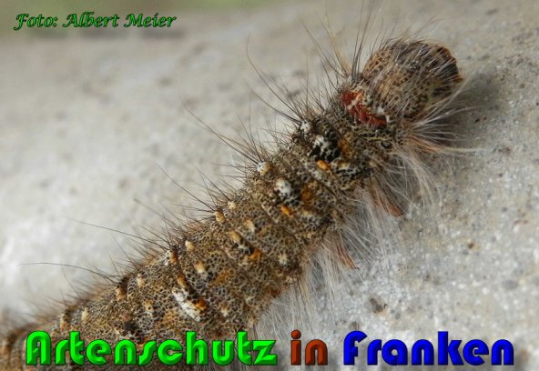 Copyright AiS Albert Meier Bild zum Eintrag (57952-160)