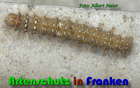 Copyright AiS Albert Meier Bild zum Eintrag (57953-160)