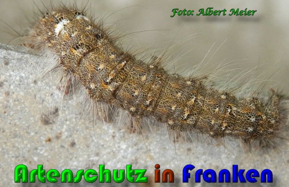Copyright AiS Albert Meier Bild zum Eintrag (57954-160)