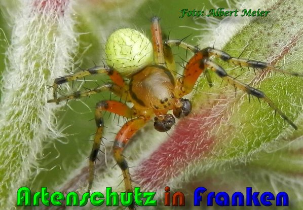 Copyright AiS Albert Meier Bild zum Eintrag (57968-160)