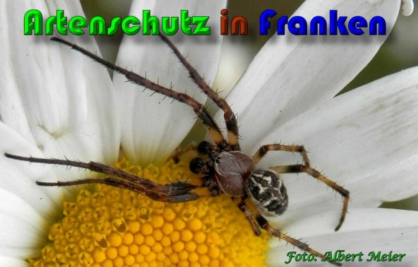 Copyright AiS Albert Meier Bild zum Eintrag (57982-160)
