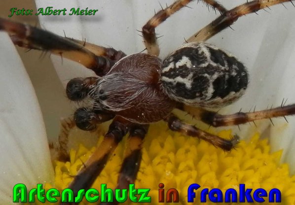 Copyright AiS Albert Meier Bild zum Eintrag (57984-160)