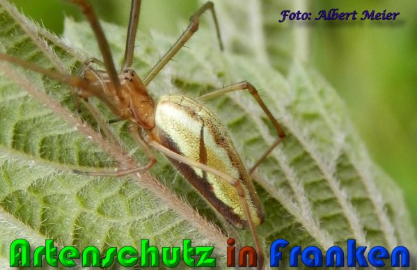 Copyright AiS Albert Meier Bild zum Eintrag (58006-160)