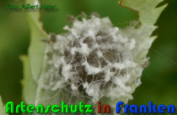 Copyright AiS Albert Meier Bild zum Eintrag (58011-160)