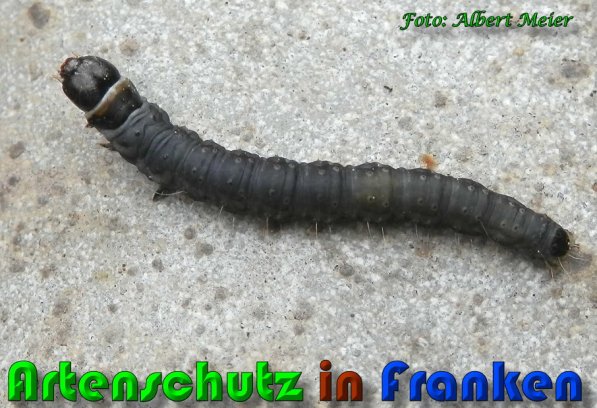 Copyright AiS Albert Meier Bild zum Eintrag (58033-160)