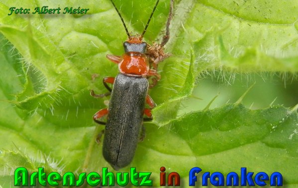 Copyright AiS Albert Meier Bild zum Eintrag (58039-160)