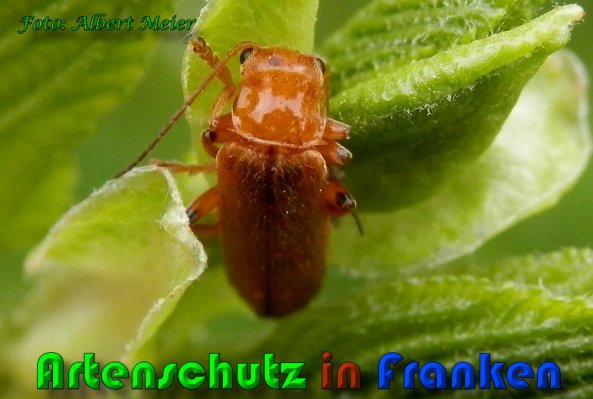 Copyright AiS Albert Meier Bild zum Eintrag (58046-160)