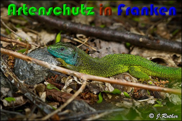 Copyright AiS Johannes Rother Bild zum Eintrag (58054-160)