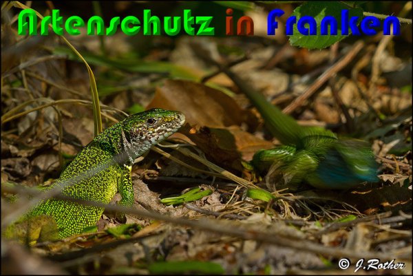 Copyright AiS Johannes Rother Bild zum Eintrag (58055-160)