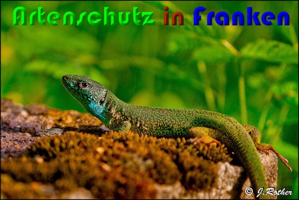 Copyright AiS Johannes Rother Bild zum Eintrag (58056-160)