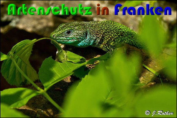 Copyright AiS Johannes Rother Bild zum Eintrag (58057-160)