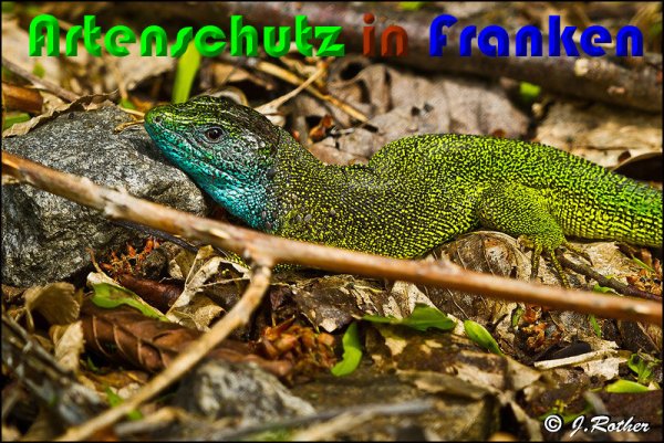 Copyright AiS Johannes Rother Bild zum Eintrag (58058-160)
