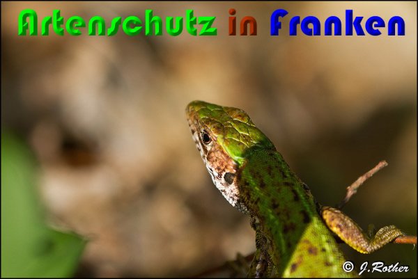 Copyright AiS Johannes Rother Bild zum Eintrag (58060-160)