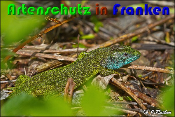 Copyright AiS Johannes Rother Bild zum Eintrag (58064-160)