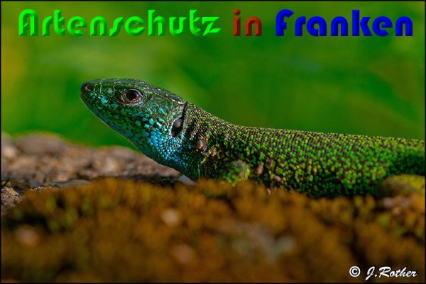 Copyright AiS Johannes Rother Bild zum Eintrag (58068-160)