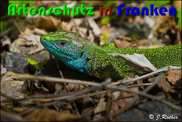 Copyright AiS Johannes Rother Bild zum Eintrag (58069-160)