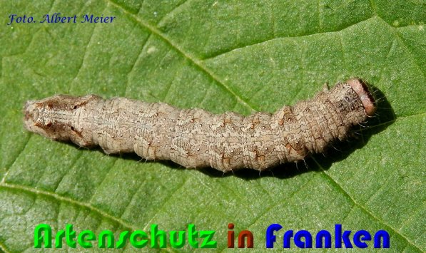 Bild zum Eintrag (58110-160)
