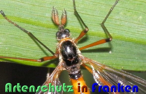 Copyright AiS Albert Meier Bild zum Eintrag (58230-160)