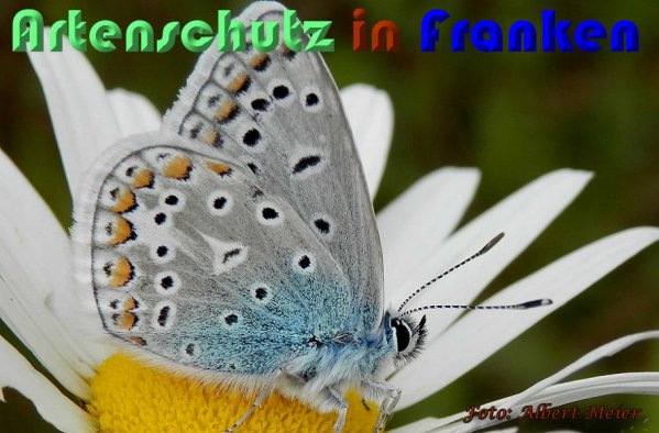 Copyright AiS Albert Meier Bild zum Eintrag (58277-160)