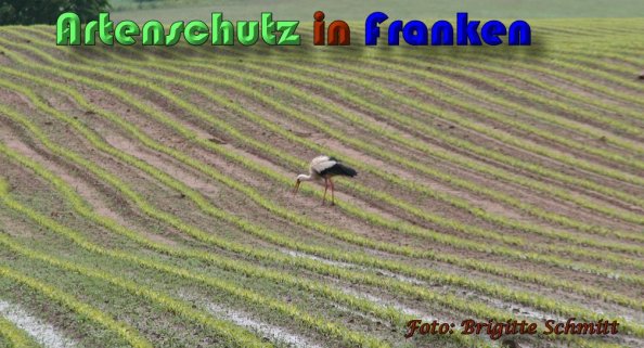 Copyright AiS Brigitte Schmitt Bild zum Eintrag (58296-160)