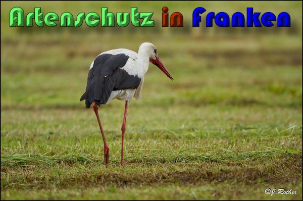 Copyright AiS Johannes Rother Bild zum Eintrag (58299-160)
