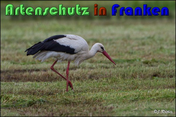 Copyright AiS Johannes Rother Bild zum Eintrag (58300-160)