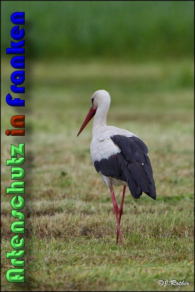 Copyright AiS Johannes Rother Bild zum Eintrag (58301-160)